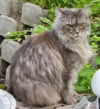 Maine Coon Kedisi - Dünyanın En Büyük Evcil Kedisi