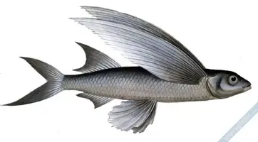 Uçan Balık