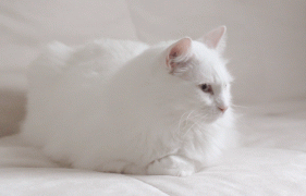 2.gif