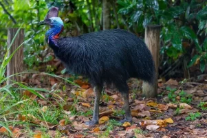 devekusu-4d422df04f064ee44.webp