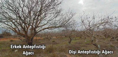 Erkek ve dişi Antep fıstığı ağaçları