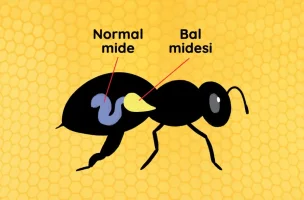 bal-neden-bozulmaz-2.webp