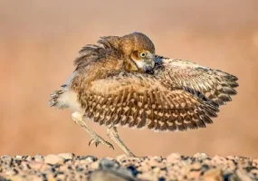 doga-fotorafı-5.webp