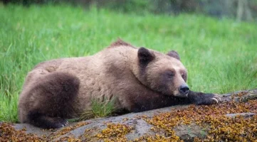 Hayvanlar Neden Kış Uykusuna Yatar?