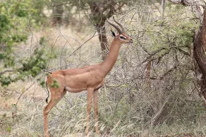 Gerenuk -Waller Ceylanı