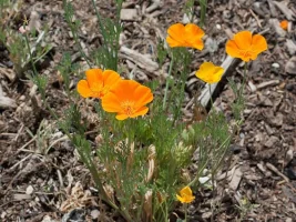 Acem Lalesi - Eschscholzia Californica