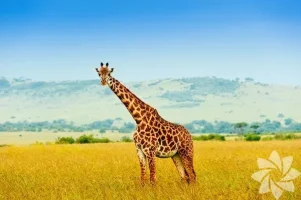 1032404_80a31915b01125b433d9ef0276590e0f_600x600.webp