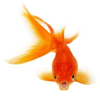 1032404_1819dec790e1fc4ae6ef76969f930909_600x600.webp