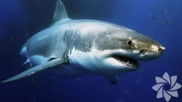 1032404_42deed6036563657ed809c8d91bc4f4c_600x600.webp