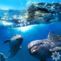 1032404_7fe218be8907dda72a8f9c2e6dde4e3e_600x600.webp