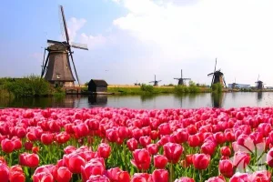 1032404_e1cba1b9cdf220e46e66488aa77709b4_600x600.webp