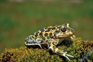 kurbaga.webp