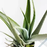 aloe-vera.webp
