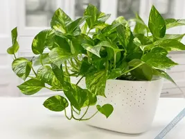 pothos.webp