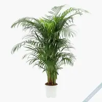 areka-palmiyesi.webp