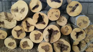 Agarwood Nedir ve Neden Bu Kadar Pahalıdır?