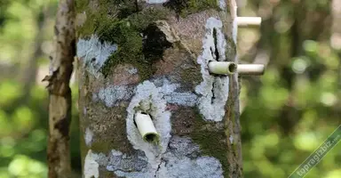 Agarwood Nedir ve Neden Bu Kadar Pahalıdır 2.webp