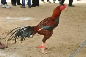 Horoz Kahraman İle Vahşi Kediler - Serdar Yıldırım