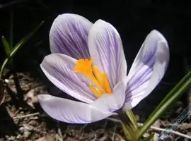 safron.webp