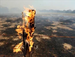 03flamingtexasfencemarksdrought670_d.webp