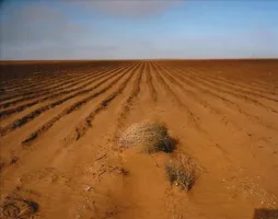 11brownfieldtexastumbleweeds670_d.webp