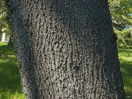 erguvan3.webp