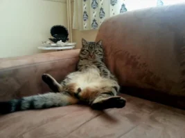tombisbey.webp