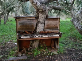 natureopo.webp