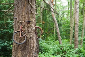 natureydy.webp
