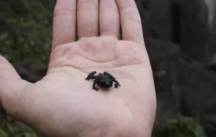 roraima4.webp