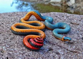 ringneck.webp