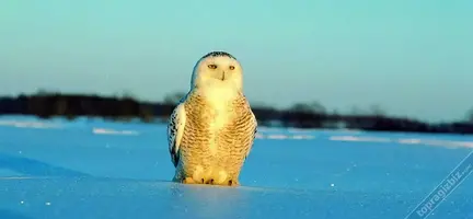 karbaykusu.webp