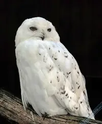 erkekkarba.webp