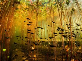 tadpoles_zps9a02724b.webp