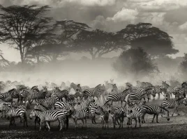 zebrariverserengeti_65530_990x742_zps541cba9f.webp