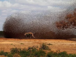 africanelephantqueleas_60631_990x742_zps199614b4.webp