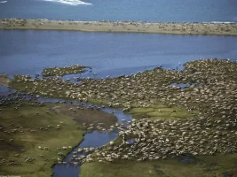 bou_Herd_Arctic_National_Wildlife_Refuge_Alaska_zp.webp