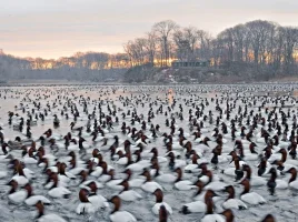 ducks_zps7426878b.webp