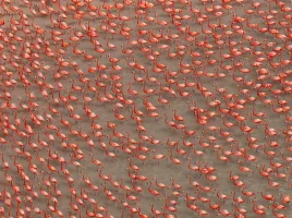 flamingos_zpscc3c90d8.webp