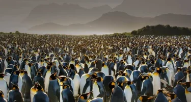 penguins_zps02f4e9fe.webp