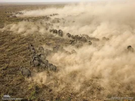 pictureofthedaygiantelephantherdinsudannov212010.webp
