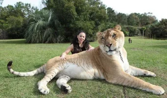 liger2_zps2338ab3d.webp