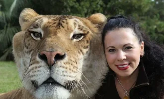liger3_zps8b4b045b.webp