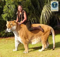 liger4_zpsab4554cc.webp