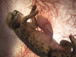 leopar_topragizbizcom_zps68029723.webp