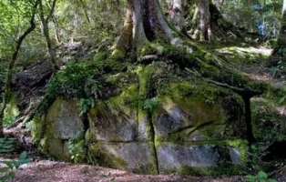 kaimanawa.webp