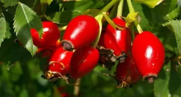 kusburnu_zpslsfhexly.webp