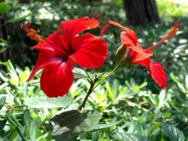 hibiskus_zpsykoti47j.webp
