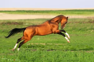 golden_akhal_teke_karamat_by_vikarus-d3208vr.webp