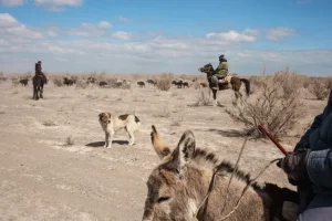 13-shepherds-parched-marshland-670.webp